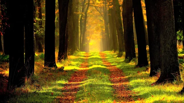 Waldgottesdienst (pixabay.com) Waldgottesdienst (pixabay.com)